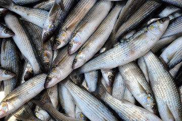 Fototapeta premium Fish