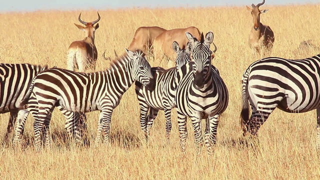 Male Impalas and Zebras eating grass, Masai Mara, Kenya
