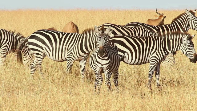 Male Impalas and Zebras eating grass, Masai Mara, Kenya
