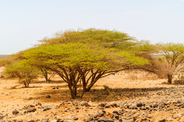 Trees in Kenya