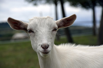 goat on the farm
