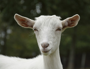 Fototapeta premium goat on the farm