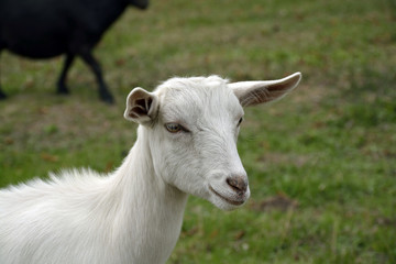 goat on the farm