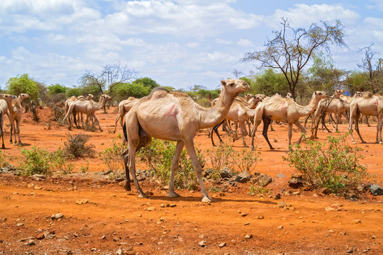 Herd of Camels in Ethiopia