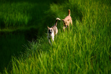 happy dog running through a meadow