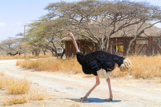 Ostrich in National Park in Ethiopia.
