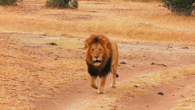 Male lion walking in Masai Mara, Kenya
