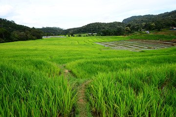 Fototapeta na wymiar Terraced rice fields in Ban Mae Klang Luang. Chiang Mai ,Thailan