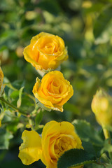 Orange yellow roses in the garden