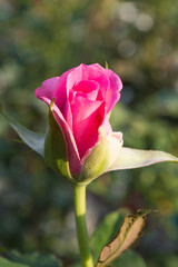 Pink Rose in Garden, Asia Thailand