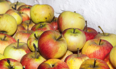 apples are stored in the cellar