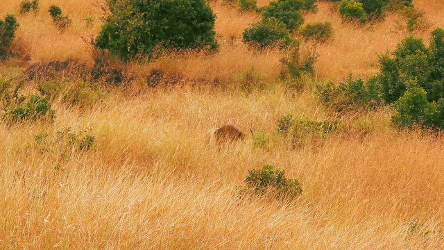 Male lion walking in Masai Mara, Kenya
