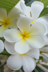 white and yellow frangipani flowers-close up