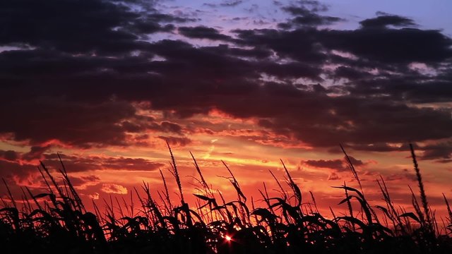 A cornfield, blowing on a windy evening, is silhouetted by a dramatic, cloudy, and brilliantly colorful sunset sky. 