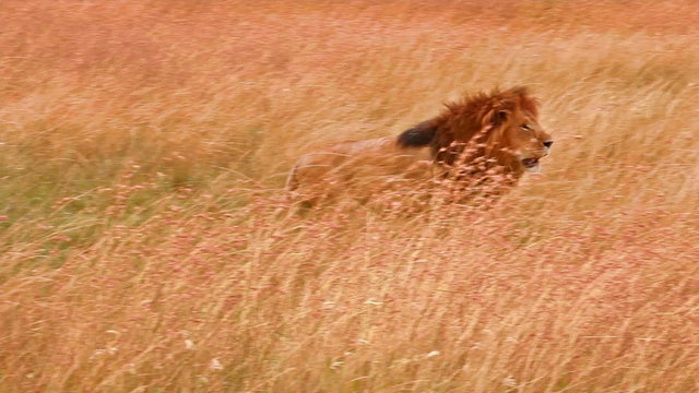 Male lion standing up and walking in Masai Mara, Kenya
