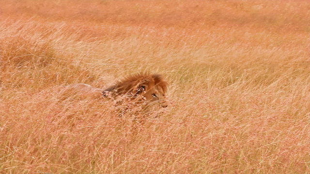 Male lion walking in Masai Mara, Kenya
