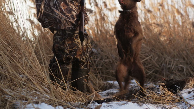 Labrador retriever stands next to his hunter master