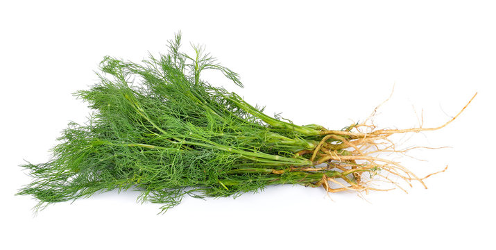 Dill On White Background