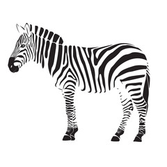 Fototapeta na wymiar zebra illustration vector
