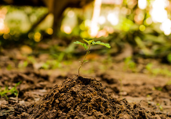 Green sprout growing on broke background.