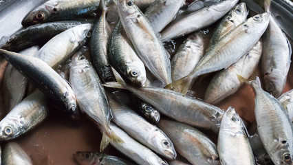fish for sale in local market