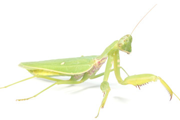 the mantis isolated on white

