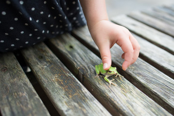 Obraz premium 蛙を捕まえようとしている子供