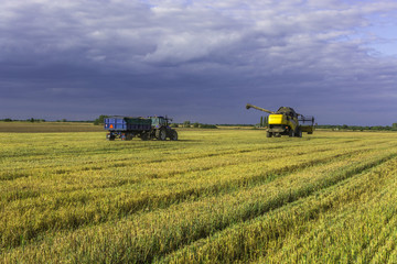 Fototapeta na wymiar Harvest, fields and meadows during harvest