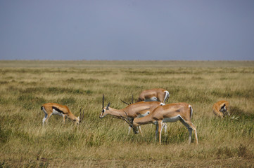 in wildlife sanctuary