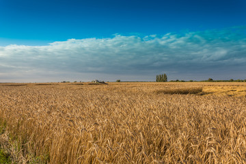 Fields and meadows during harvest