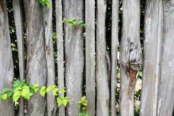 wooden fence overgrown with green leaf.