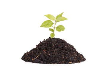 Growing young plant on white background