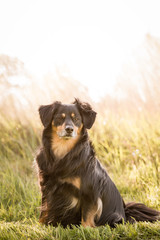 A dog sitting on the grass and looks into the camera