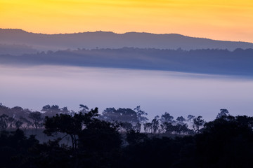 Fog in forest at Khao-kho Phetchabun,Thailand