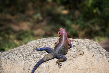 in wildlife sanctuary