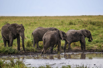 Fototapeta premium in wildlife sanctuary