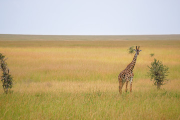 Fototapeta premium in wildlife sanctuary