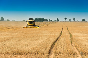 Harvest, fields and meadows during harvest