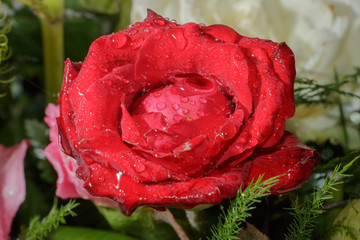 bright wet red rose background