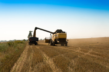 Fototapeta premium Harvest, fields and meadows during harvest