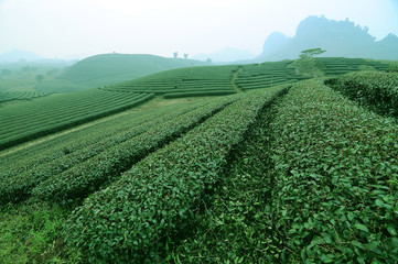 Fototapeta na wymiar Moc Chau tea hill, Moc Chau village, Son La province, Vietnam