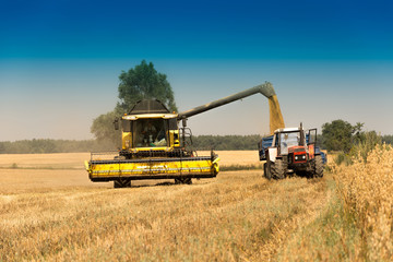 Fototapeta premium Harvest, fields and meadows during harvest