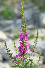 Lythrum salicaria. A plant top with a flower