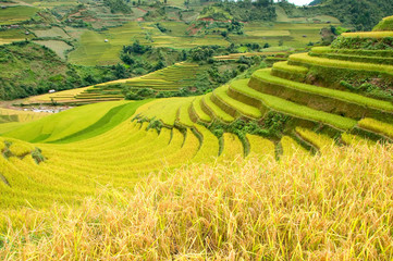 Obraz premium Rice fields on terraced of Mu Cang Chai, YenBai, Vietnam. Rice fields prepare the harvest at Northwest Vietnam.Vietnam landscapes.