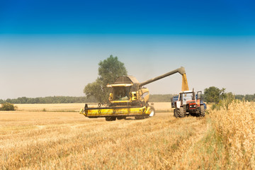 Obraz premium Harvest, fields and meadows during harvest