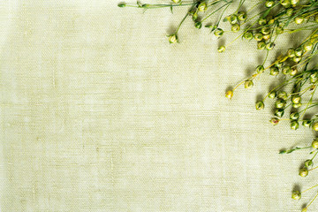 background of dry flax plant capsules on green napkin.