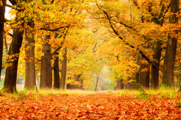 Prachtig herfstbos in nationaal park & 39 De hoge Veluwe& 39  in Nederland