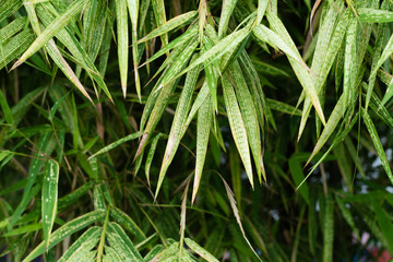 Fototapeta na wymiar bamboo leaf background