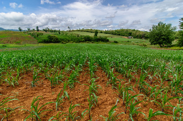 Fototapeta na wymiar cornfield farm on country with blue sky background