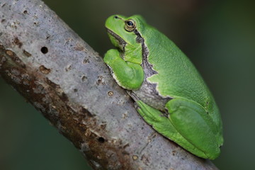 Europäische Laubfrosch (Hyla arborea)